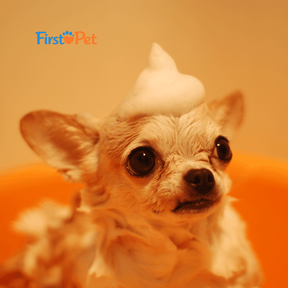 FirstPet Supply